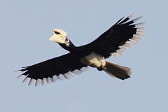 Oriental Pied Hornbill