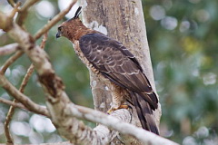 Wallace's Hawk-Eagle