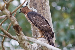 Wallace's Hawk-Eagle