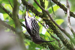 Whitehead's Spiderhunter