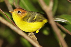 Yellow-breasted Warbler