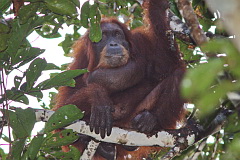 Orangutan