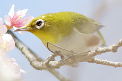 Chestnut-flanked White-eye