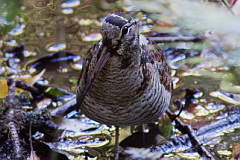 Eurasian Woodcock