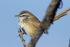 Hill Prinia