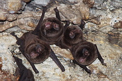 Myotis sp.