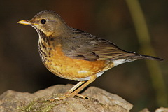 Black-breasted Thrush