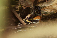 Brambling