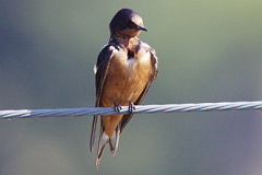 Barn Swallow