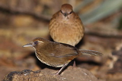 Spot-breasted Laughingthush and Rusty-naped Pitta