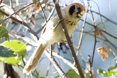 Spot-breasted Parrotbill