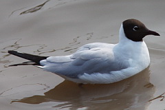 Black-headed Gull