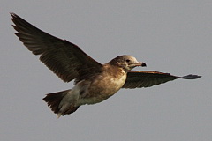 Black-tailed Gull