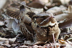 Large-tailed Nightjar