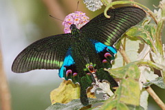 Blue Peacock