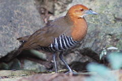 Slaty-legged Crake