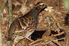 Rufous-throated Partridge