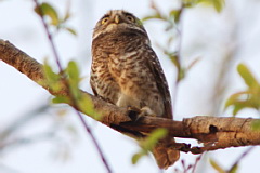 Spotted Owlet