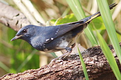 White-bellied Redstart