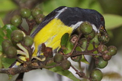 Yellow-bellied Flowerpecker