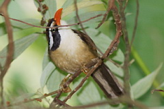 Brown-crowned Scimitar Babble