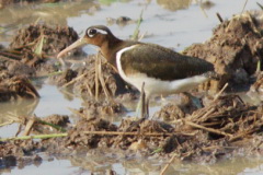 Greater Painted-snipe