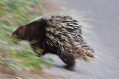 Porcupine