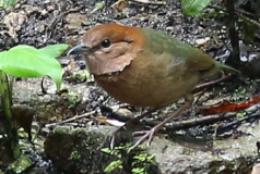 Rusty-naped Pitta