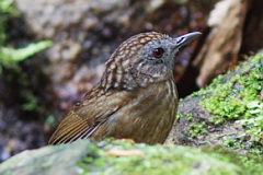 Streaked Wren-Babbler