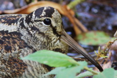 Eurasian Woodcock