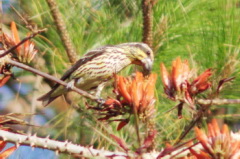 Spot-winged Grosbeak