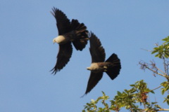 Speckled Wood Pigeon