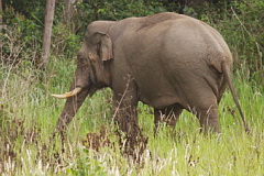 Asian Elephant