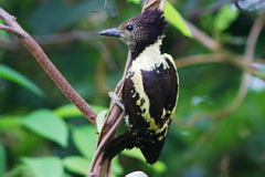 Black-and-buff Woodpecker