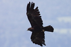 Black Eagle