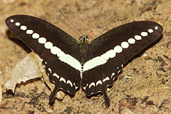 Banded Swallowtail