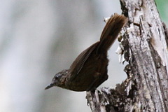 Rufous Limestone Babbler