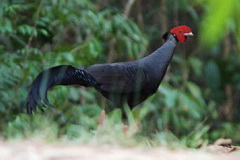 Siamese Fireback