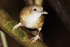 Abbott's Babbler