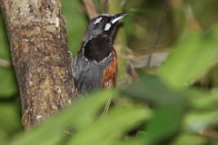 Black-throated Babbler