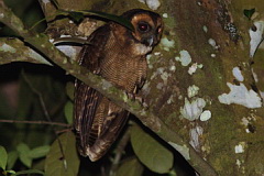 Brown Wood Owl