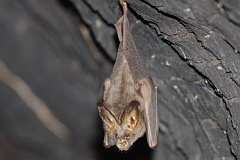 Lesser False Vampire Bat