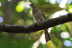 Malaysian Honeyguide