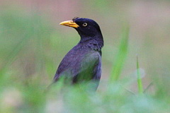 Javan Myna