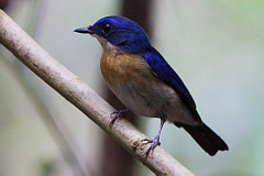 Malaysian Blue Flycatcher