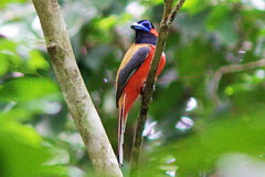 Red-naped Trogon