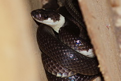 White-banded Wolf Snake
