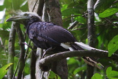 White-crowned Hornbill