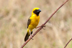 Asian Golden Weaver