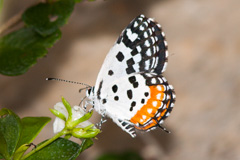 Common Red Pierrot